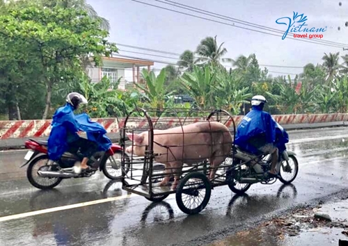 man-carried-pig-in-cage-with-motorbike-Vietnam-Travel-Group